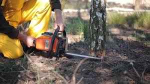 Best Pest Control for Lawns  in North Patchogue, NY