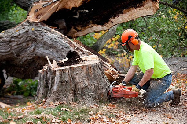 Best Lawn Renovation and Restoration  in North Patchogue, NY